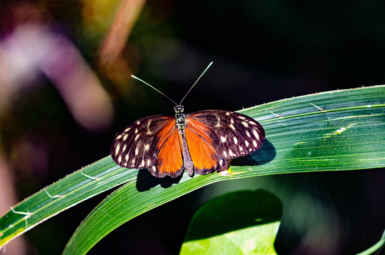 How Technology is Transforming Biodiversity Conservation